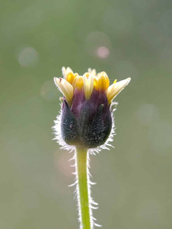 Harpagophytum bio : comprendre son utilisation et sa posologie