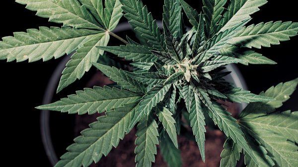 Découvrez 5 bienfaits supposés du chanvre pour votre bien-être